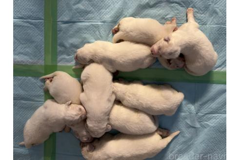 販売中の千葉県のグレートピレニーズ-393358の3枚目